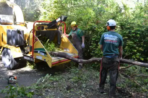 tree services Savoy